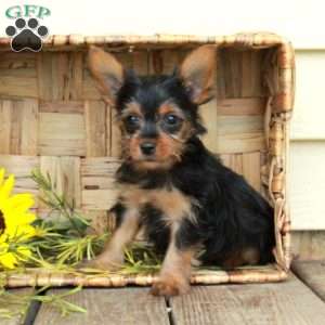 Edwin, Yorkie Puppy