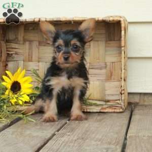 Edwin, Yorkie Puppy