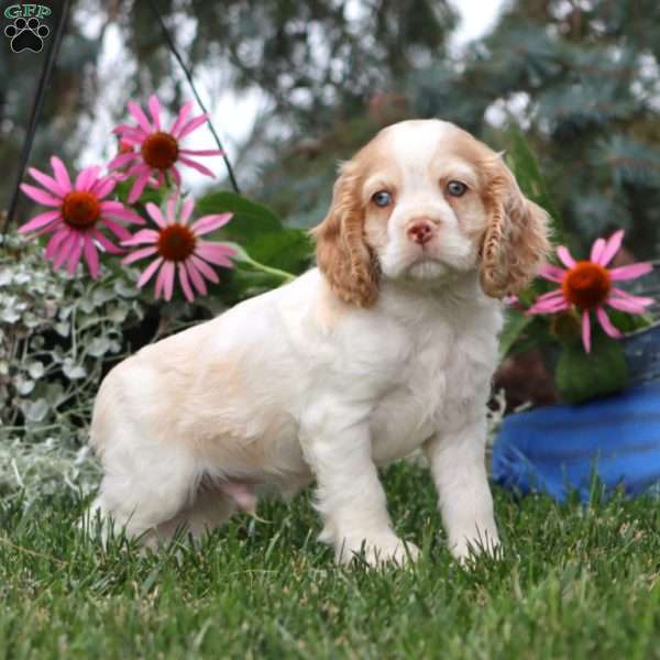 Eli, Cocker Spaniel Puppy