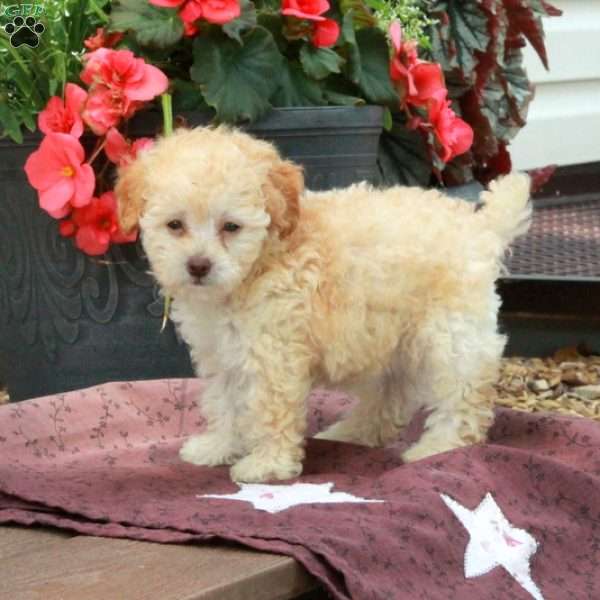 Ella, Toy Poodle Puppy