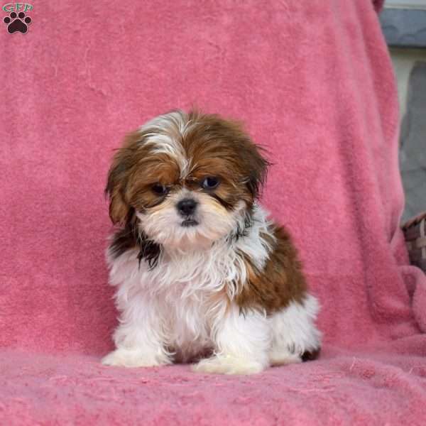 Ella, Shih Tzu Puppy