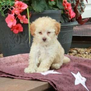 Ella, Toy Poodle Puppy
