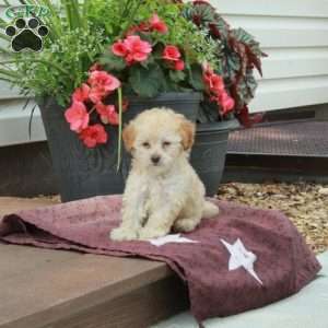 Ella, Toy Poodle Puppy