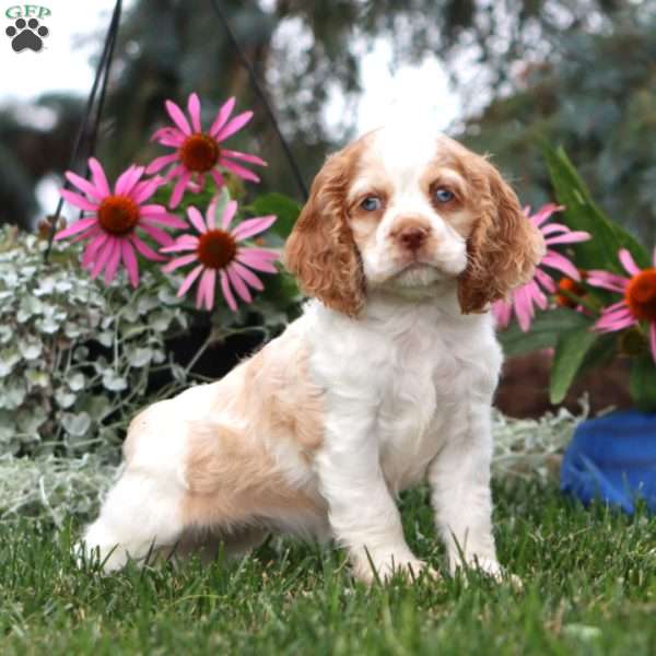 Ella, Cocker Spaniel Puppy