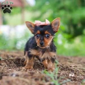Ellie, Yorkie Puppy
