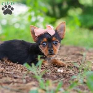 Ellie, Yorkie Puppy