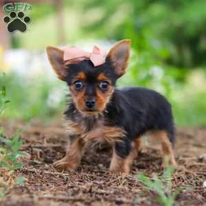 Ellie, Yorkie Puppy