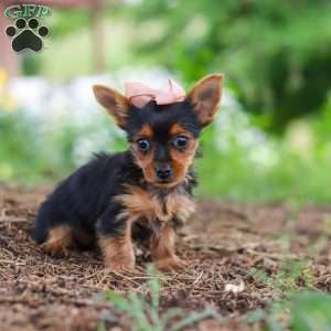 Ellie, Yorkie Puppy