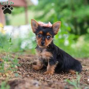 Ellie, Yorkie Puppy