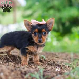 Ellie, Yorkie Puppy
