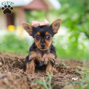 Ellie, Yorkie Puppy
