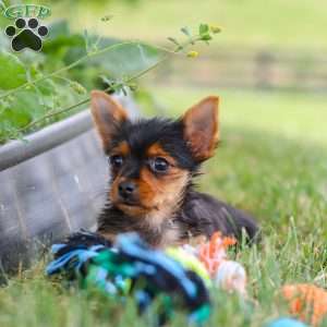 Ellie, Yorkie Puppy