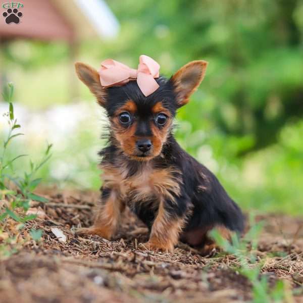Ellie, Yorkie Puppy