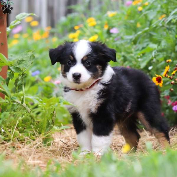 Elliot, Toy Australian Shepherd Puppy