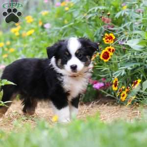 Elliot, Toy Australian Shepherd Puppy