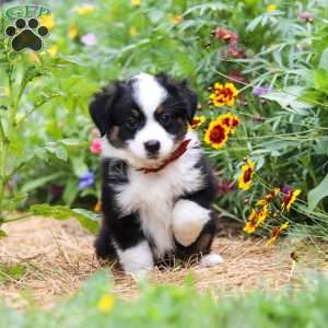 Elliot, Toy Australian Shepherd Puppy