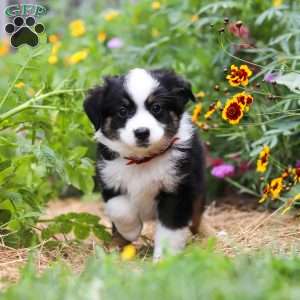 Elliot, Toy Australian Shepherd Puppy