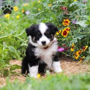 Elliot, Toy Australian Shepherd Puppy