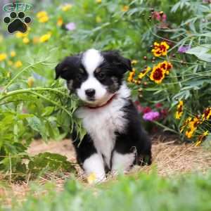 Elliot, Toy Australian Shepherd Puppy