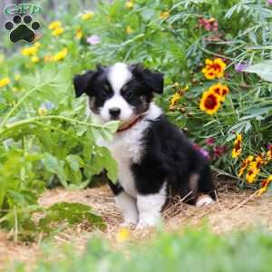Elliot, Toy Australian Shepherd Puppy