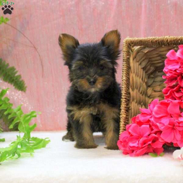 Elliot, Yorkie Puppy