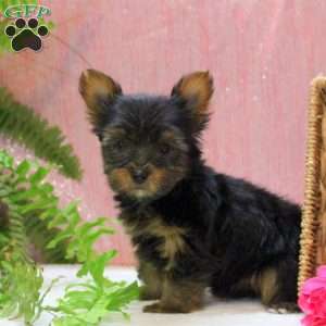 Elliot, Yorkie Puppy