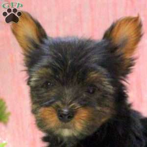 Elliot, Yorkie Puppy