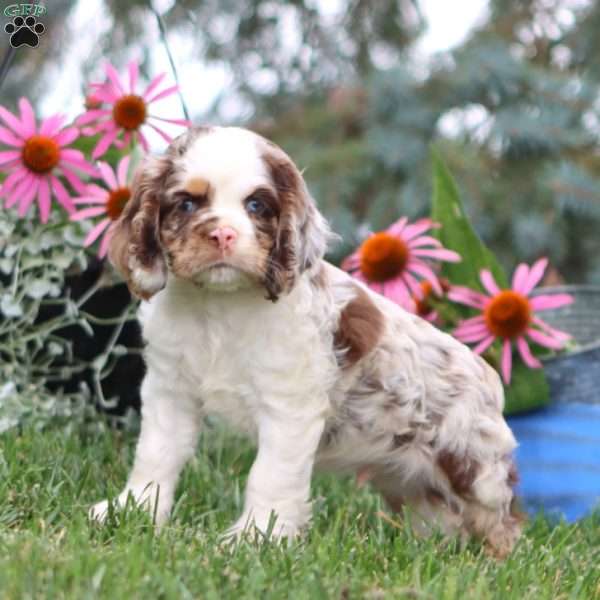 Elliot, Cocker Spaniel Puppy