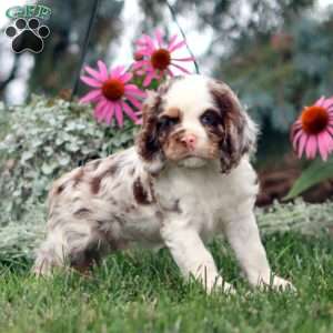 Elliot, Cocker Spaniel Puppy