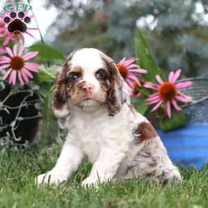 Elliot, Cocker Spaniel Puppy