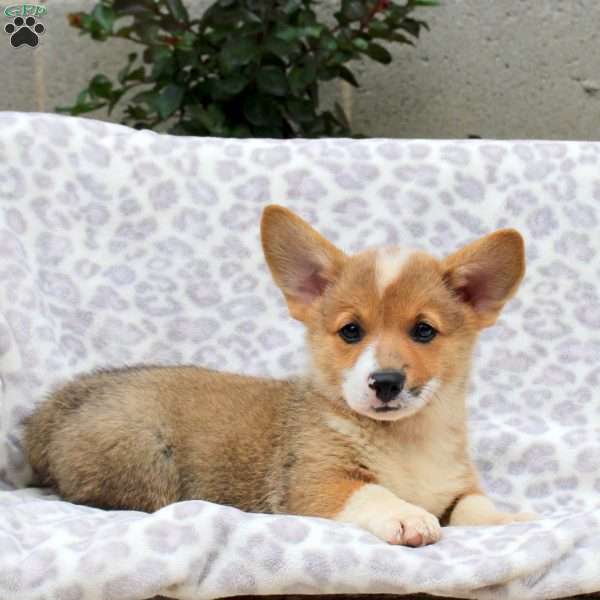 Elmo, Pembroke Welsh Corgi Puppy