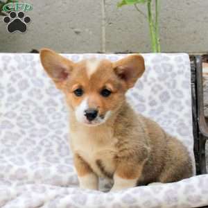 Elmo, Pembroke Welsh Corgi Puppy