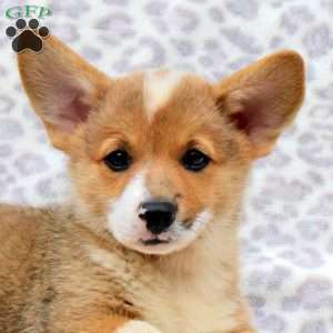 Elmo, Pembroke Welsh Corgi Puppy