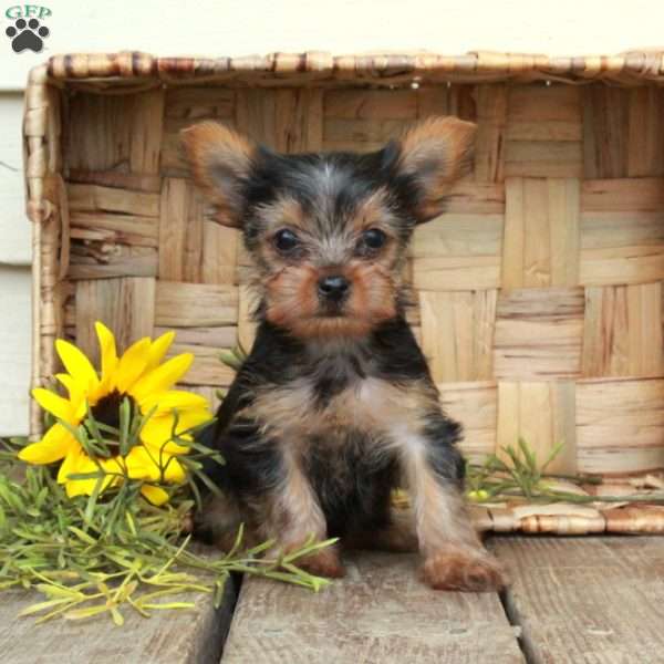 Eloise, Yorkie Puppy