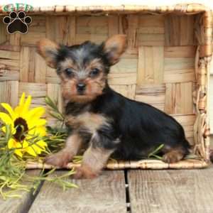 Eloise, Yorkie Puppy