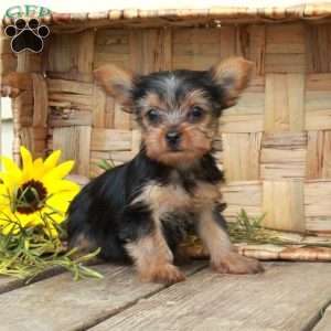 Eloise, Yorkie Puppy