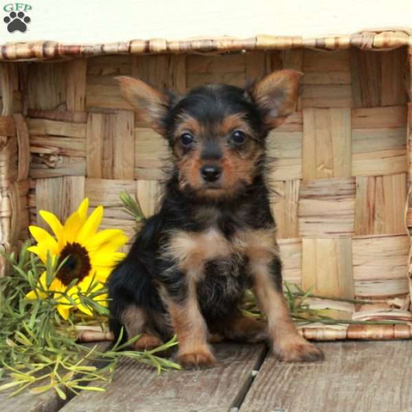 Elsa, Yorkie Puppy
