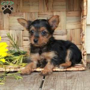 Elsa, Yorkie Puppy