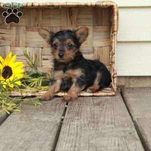Elsa, Yorkie Puppy