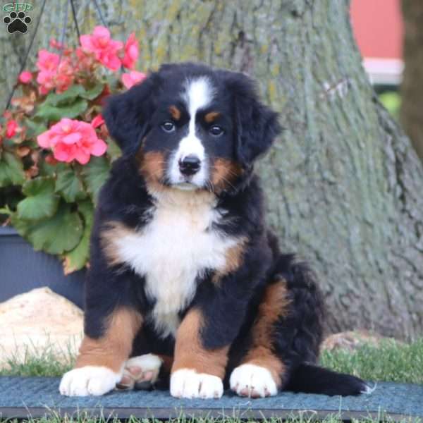 Elsa, Bernese Mountain Dog Puppy