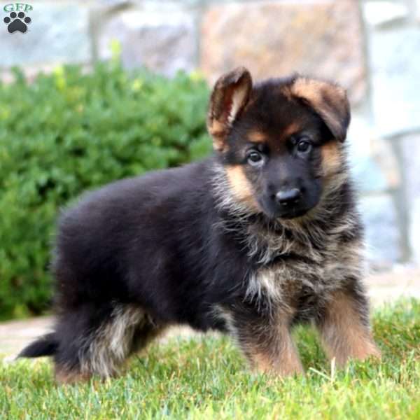 Elsa, German Shepherd Puppy