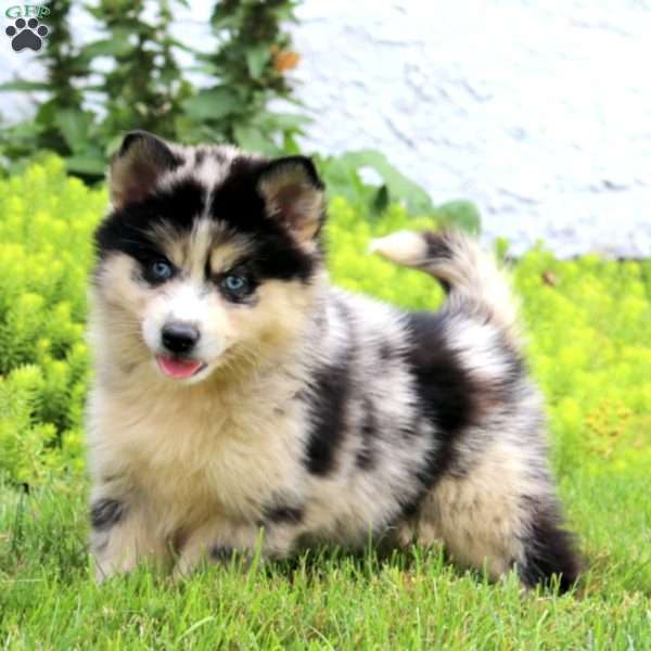 Elsa, Pomsky Puppy