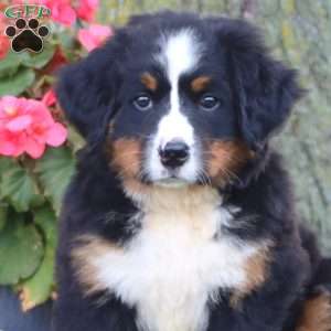 Elsa, Bernese Mountain Dog Puppy