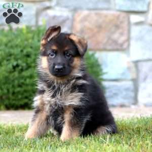 Elsa, German Shepherd Puppy
