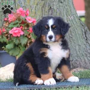 Elsa, Bernese Mountain Dog Puppy