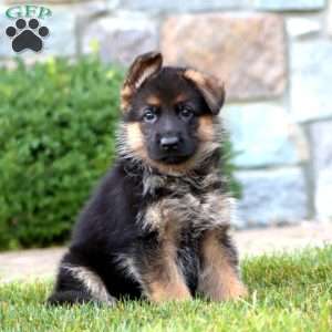 Elsa, German Shepherd Puppy