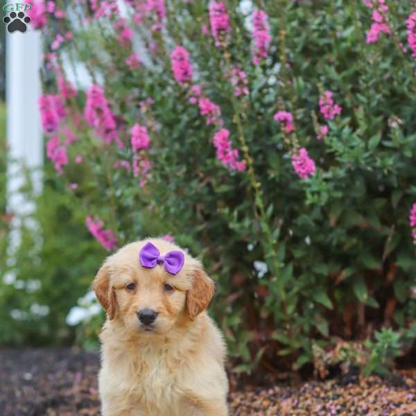 Ember, Golden Retriever Puppy