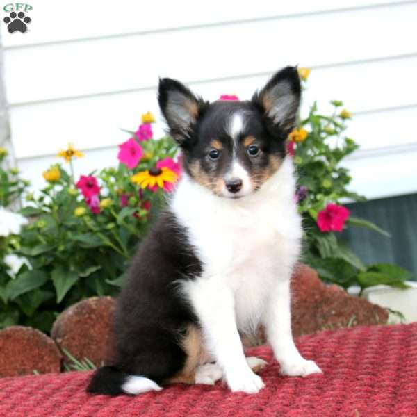 Emily, Sheltie Puppy