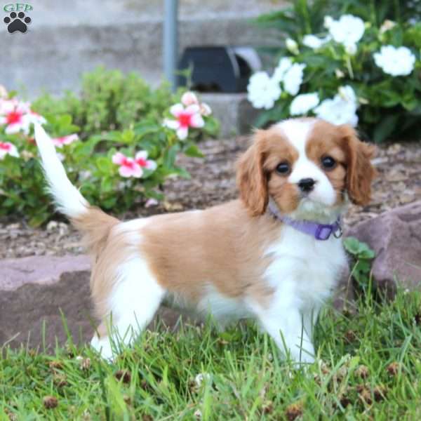 Emily, Cavalier King Charles Spaniel Puppy