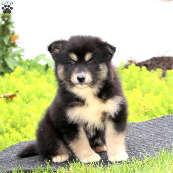 Emily, Pomsky Puppy